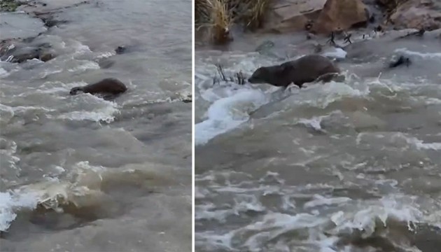 Kızılırmak'ta su samuru görüntülendi