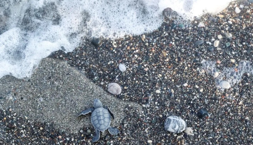 Mersin'de caretta caretta'lar denizle buluşuyor
