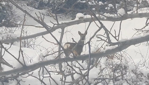 Yiyecek arayan karacalar görüntülendi