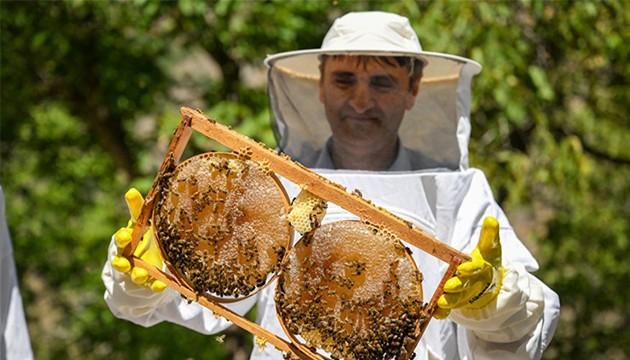 Karakovanda hasat yüksek verimle başladı