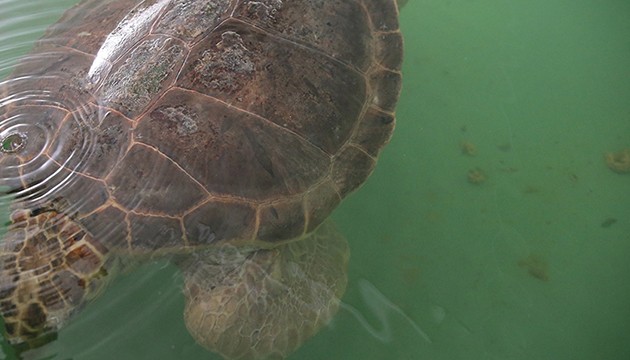 Tuba dünya turunu tamamladı