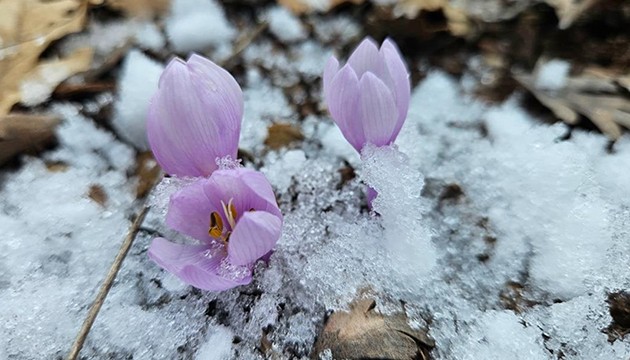 Baharın müjdecisi çiçek açtı