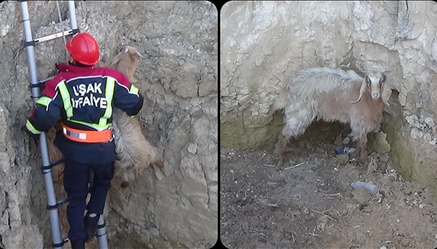 Kuyuya düşen keçi kurtarıldı