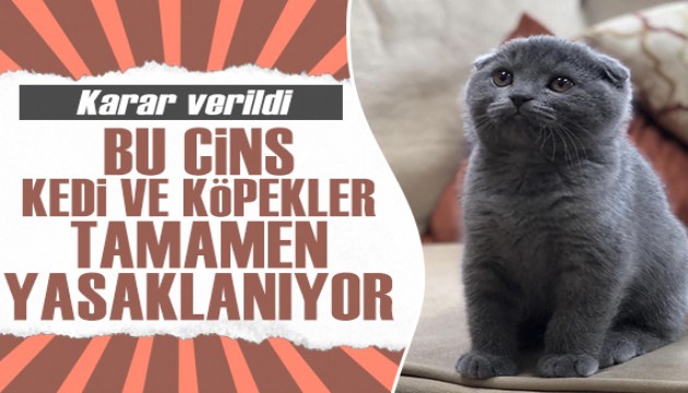 Bu cins kedi ve köpekler tamamen yasaklanıyor!