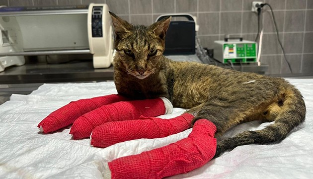 Orman yangınında yaralanan kedi tedavi altına alındı