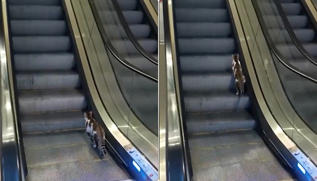 Yürüyen merdivene ters binen kedi kurtarıldı