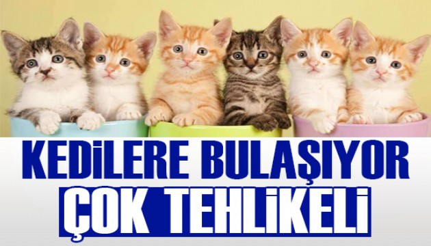 Kedilere bulaşıyor ve çok tehlikeli: Veterinerler alarmda
