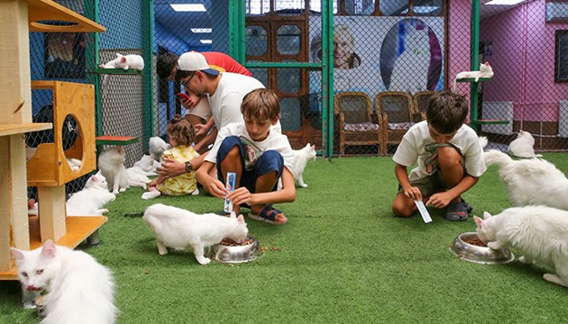 Kedilere klimalı ve havuzlu oda konforu