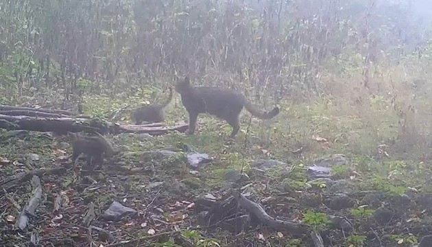 Yaban kedisi fotokapana yakalandı