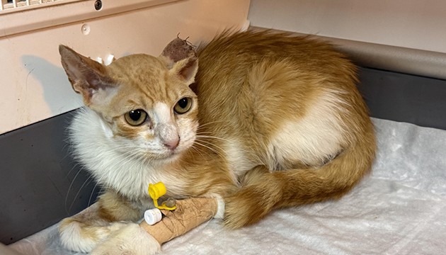 Enfeksiyonla mücadele eden kedi, hayata tutundu