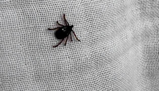 Kene Kabusu sürüyor: Ölü sayısı yükseldi