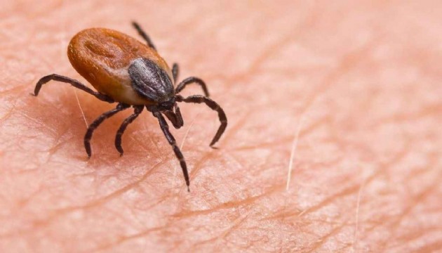 Kene kabusu büyüyor: Bir günde iki can kaybı