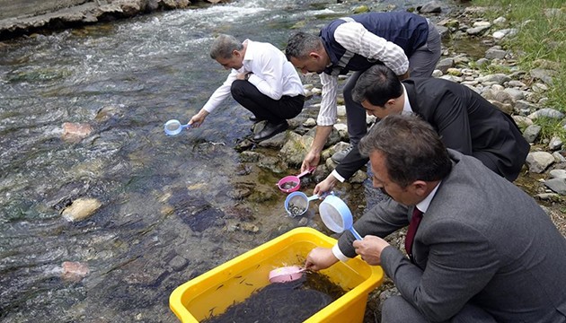 10 bin alabalık dereye bırakıldı