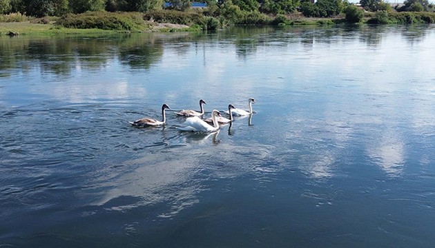 Kızılırmak kuğulara hazırlanıyor