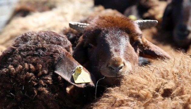 Koyunda ilk kuş gribi vakasına rastlandı