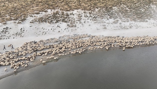 Küçükbaş sürüler, Nemrut'ta serinliyor