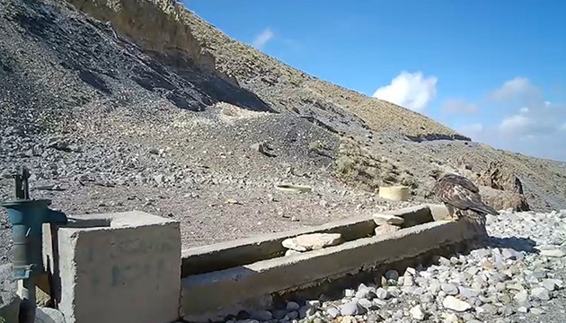 Yaban hayatı fotokapanla görüntülendi