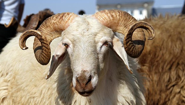 TSK Mehmetçik Vakfı kurban bağışı kabulüne başladı