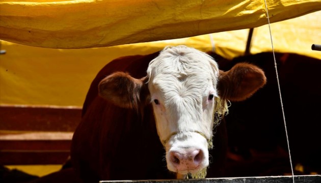 Kurban Bayramı'nda kesilen hayvan sayısı şaşırttı