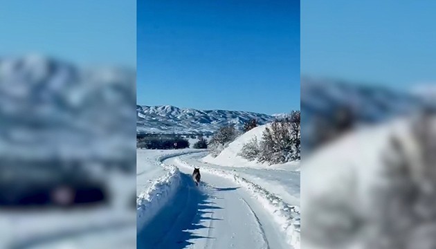 Ambulansa yol gösteren kurt