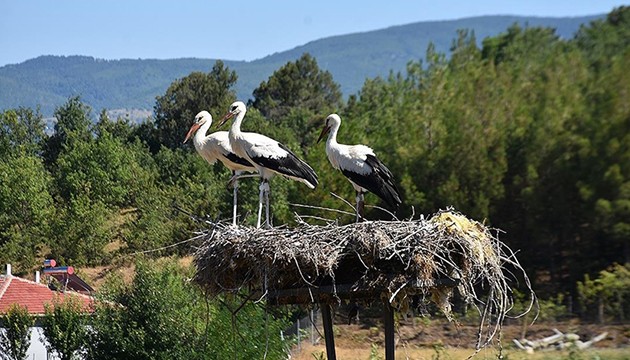 Leyleklerin Sinop'tan göçü gecikti