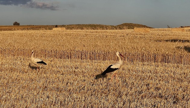 Buğday tarlaları leyleklerin beslenme noktası oldu