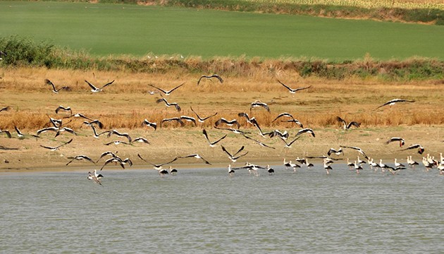 Güneye göç eden leylekler Tekirdağ'da