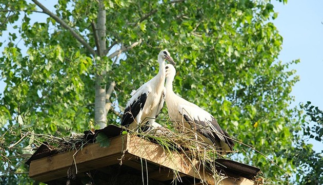 Ağaçtan düşen leyleklere yeni yuva