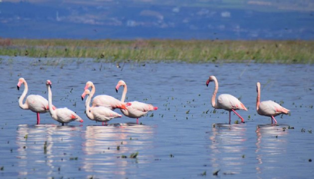Göçmen kuşlar Marmara Gölü'nü süsledi
