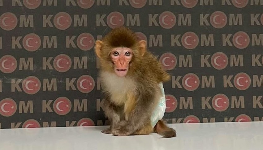 Ev baskınında Makak maymunu yakalandı