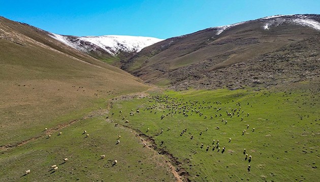 Kar örtüsü kalktı koyun ve kuzular bayram etti