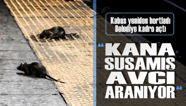 O şehirde fare kabusu tekrar hortladı, belediye avcı ilanı verdi!