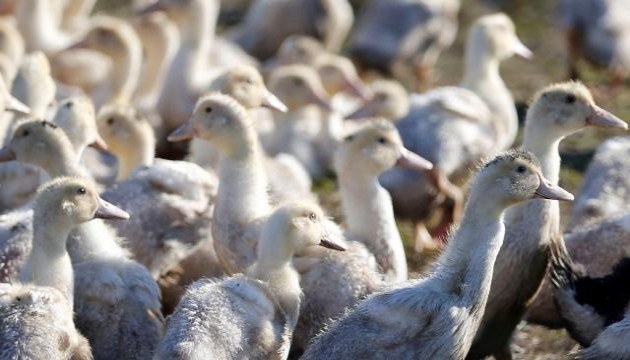 ABD'de kuş gribi alarmı