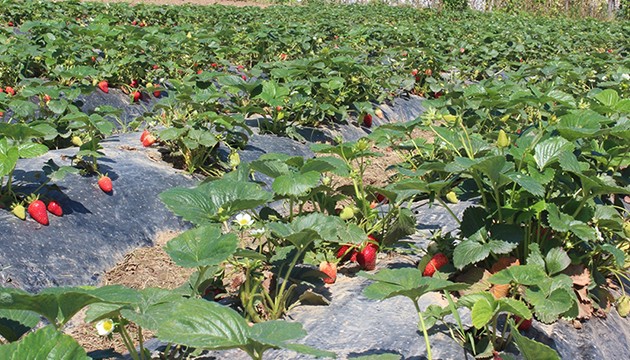 Organik tarımda üretim arttı