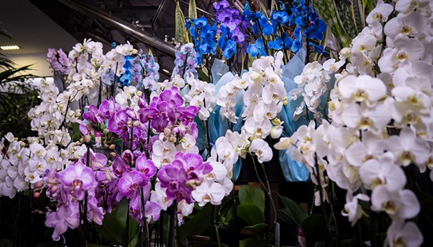 Sevgililer Günü trendi orkide oldu