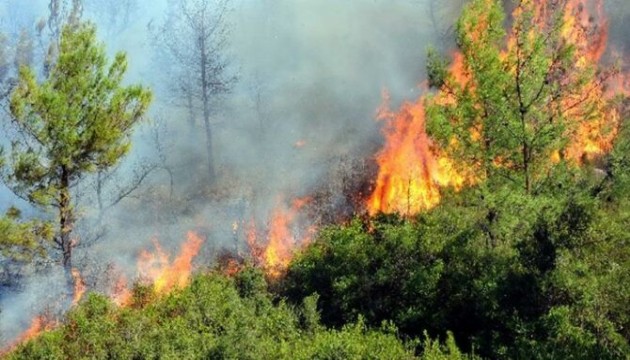 Yunanistan’da 53 noktada orman yangını