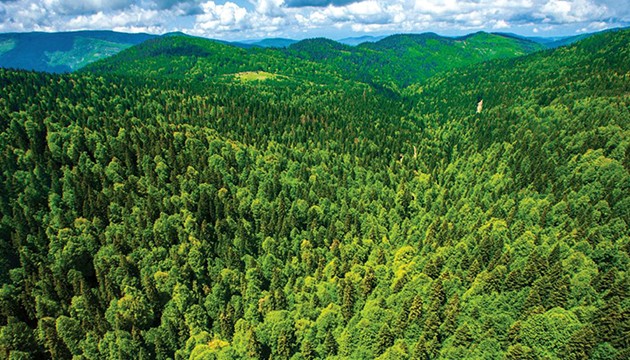 Ormanlık alanlara girişler yasaklandı