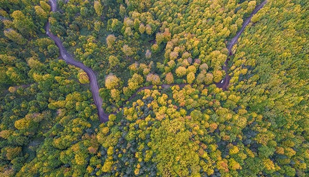 Kastamonu ormanlarında renk cümbüşü