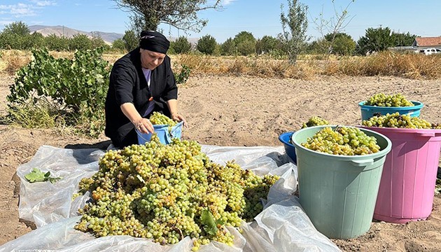 İç Anadolu'da pekmez mesaisi başladı