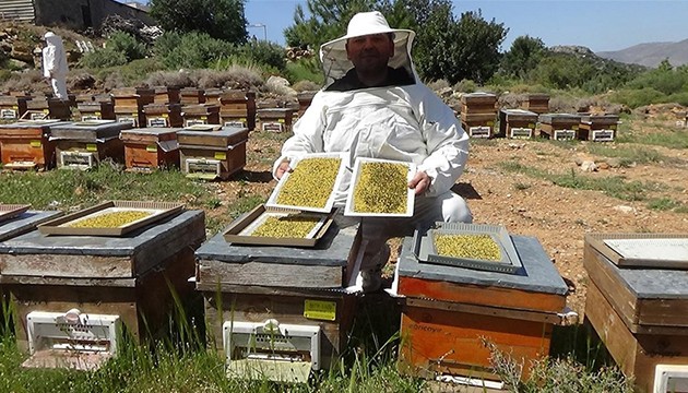 Sezonun ilk polen hasadı
