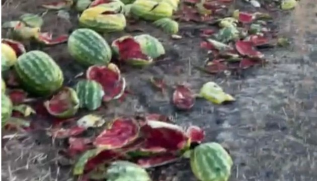 İsraf görüntüsü: Karpuzlar yola saçıldı