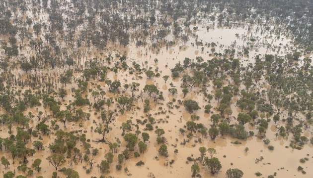 Avustralya'da sel felaketi! Binlerce hayvan telef oldu