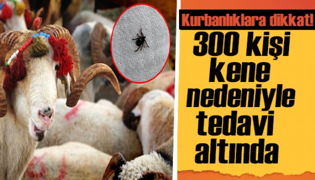 Uzmanı uyardı: Kurbanlıklara dikkat! 300 kişi kene nedeniyle tedavi görüyor