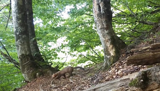 Yiyecek arayan sansar görüntülendi