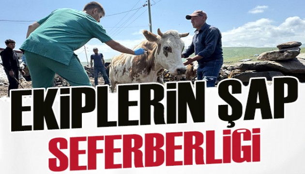 Hayvancılıkta şap seferberliği