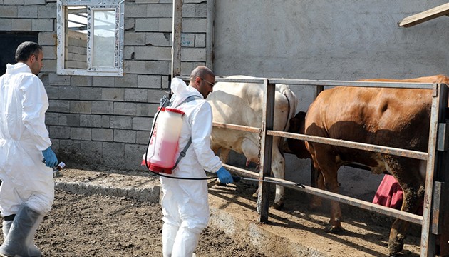 Şap ile mücadele üreticiyi sevindirdi
