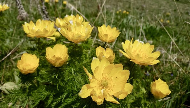 Sarı dağ gülleri açmaya başladı
