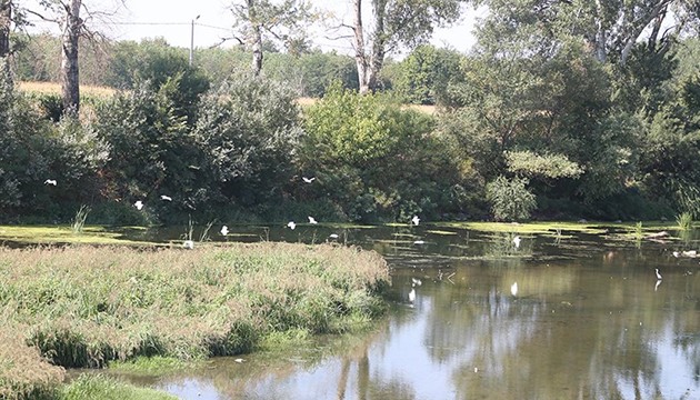 Sazlıklar kuş türlerine yuva oldu