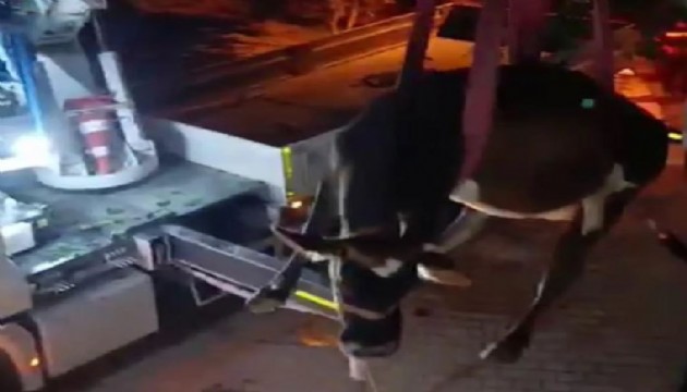 Damda mahsur kalan inek kurtarıldı