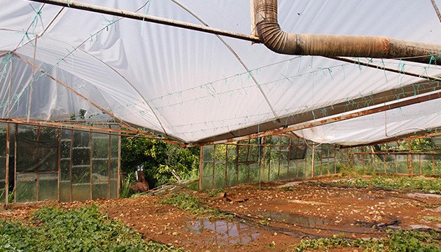 Sağanak ve dolu tarım arazilerini vurdu